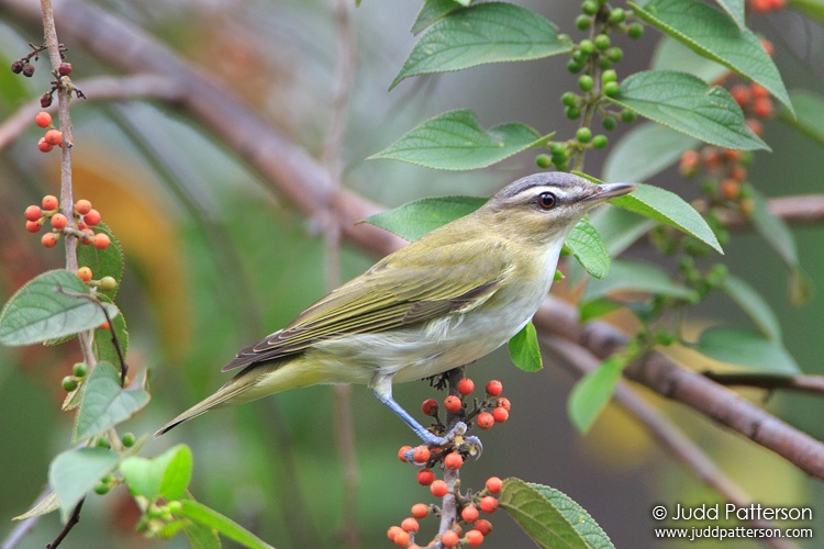 Red-eyed Vireo, A.D. Barnes Park, Miami, Florida, United States
